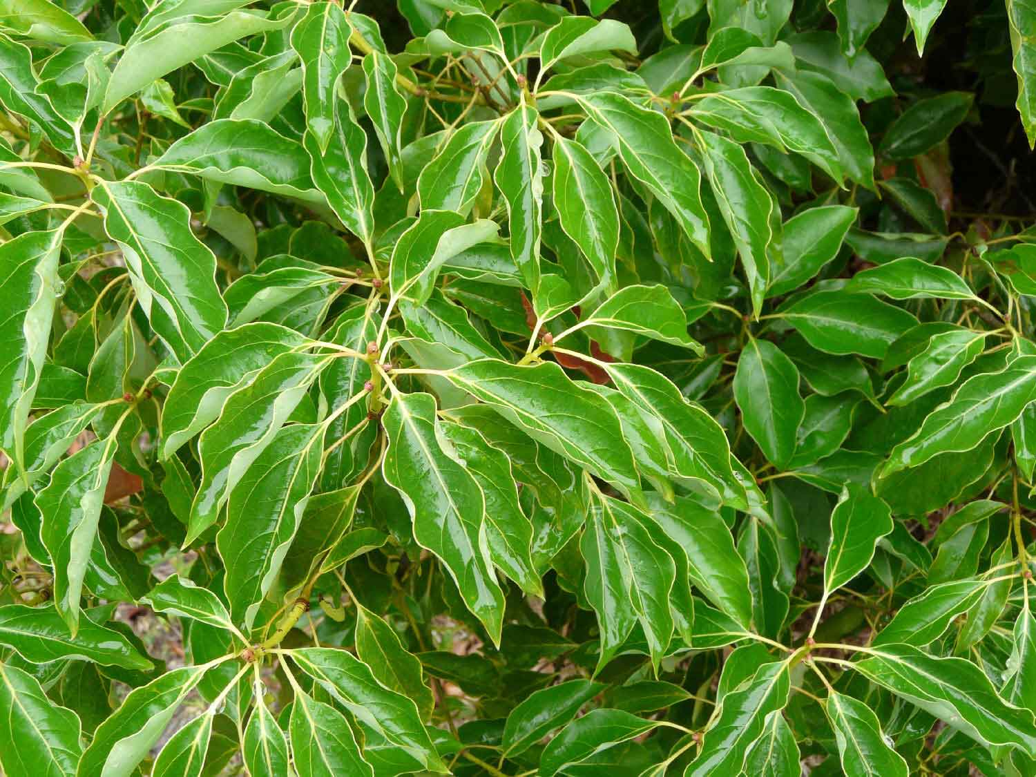 Le ravintsara, l'arbre aux bonnes feuilles