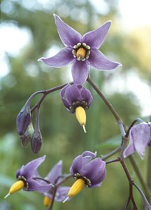 Orchidée noire