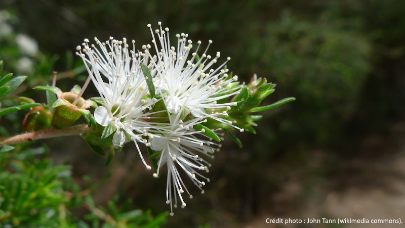 Origan sauvage - Huile essentielle biologique – Les Âmes Fleurs